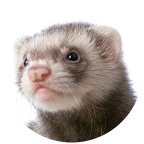 Ferret