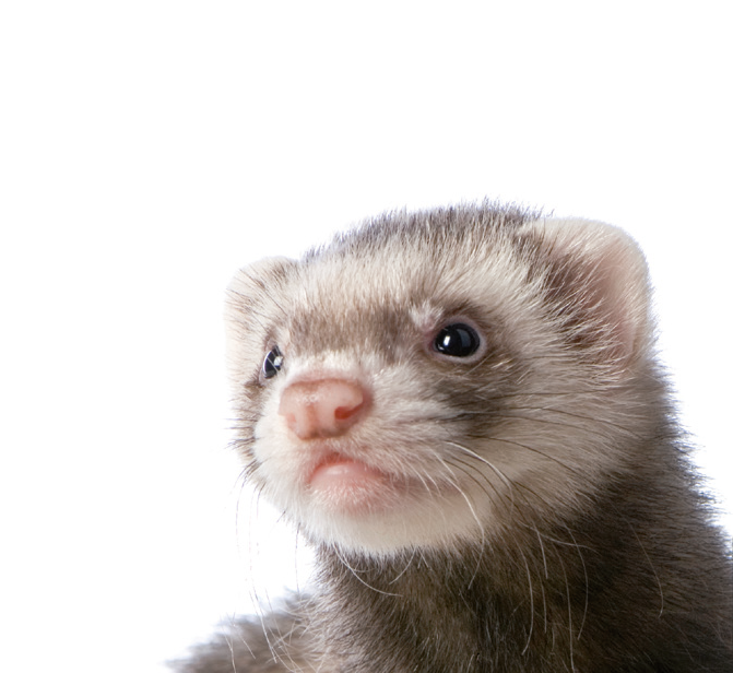 Ferret